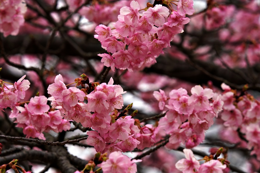 花が数が増えた