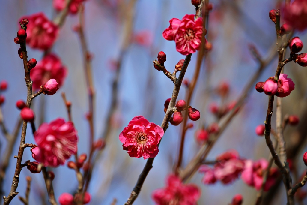 濃い赤の花