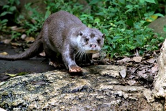 「お手」って何やらせるのカワウソに！