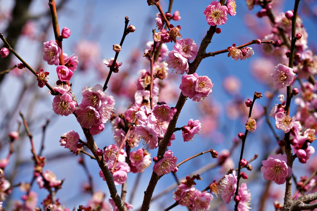 3月の梅：塒出の錦