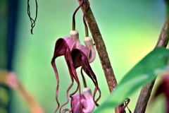 Ｘファイル植物②