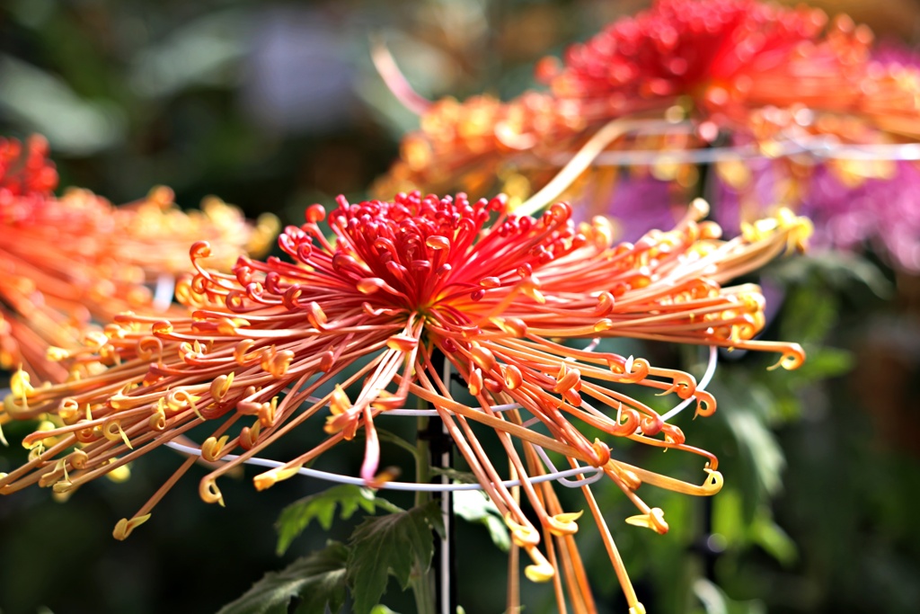 管物：彩胡光輪