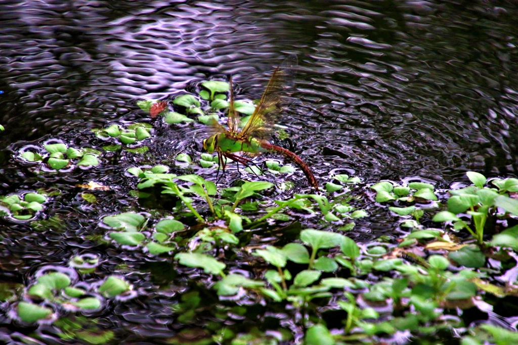水上ホバリング