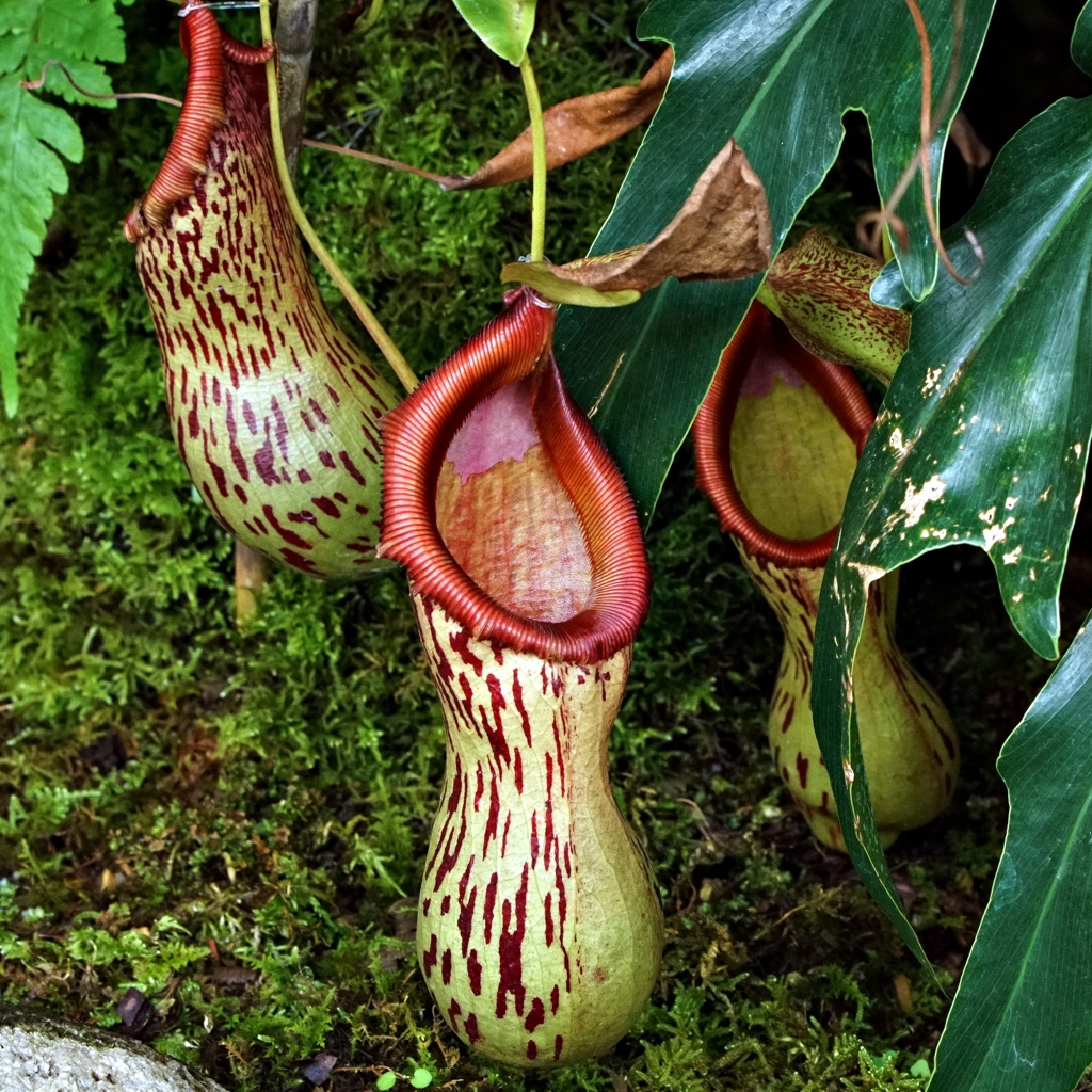 ウツボカズラの仲間：ブルケイ