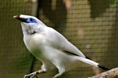 クールミントな鳥さん