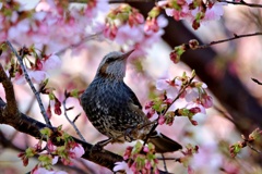 早咲きの桜とヒヨドリ②