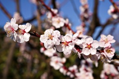 杏子の花