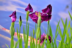 池の花菖蒲