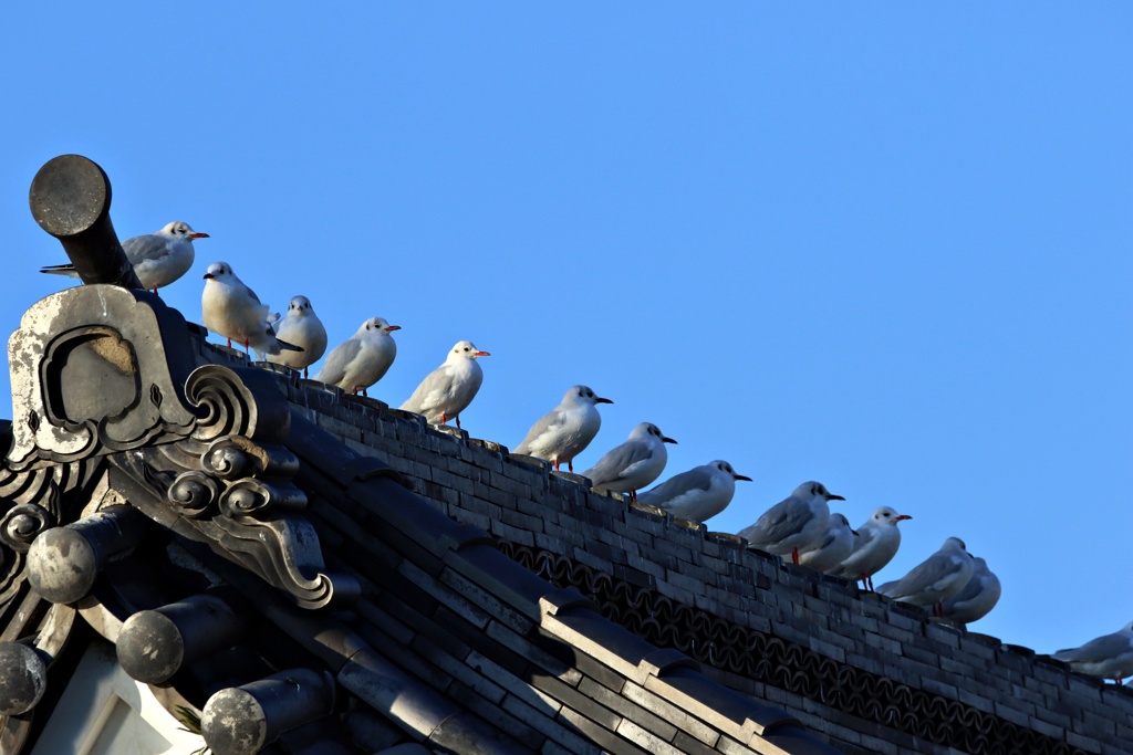 殿！城が乗っ鳥されました