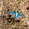 魚じゃないけど…