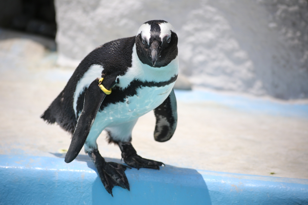 ピッチャー、サインを確認してます