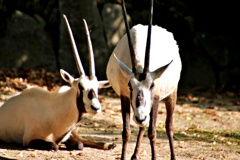 紅葉動物園：アラビアオリックス