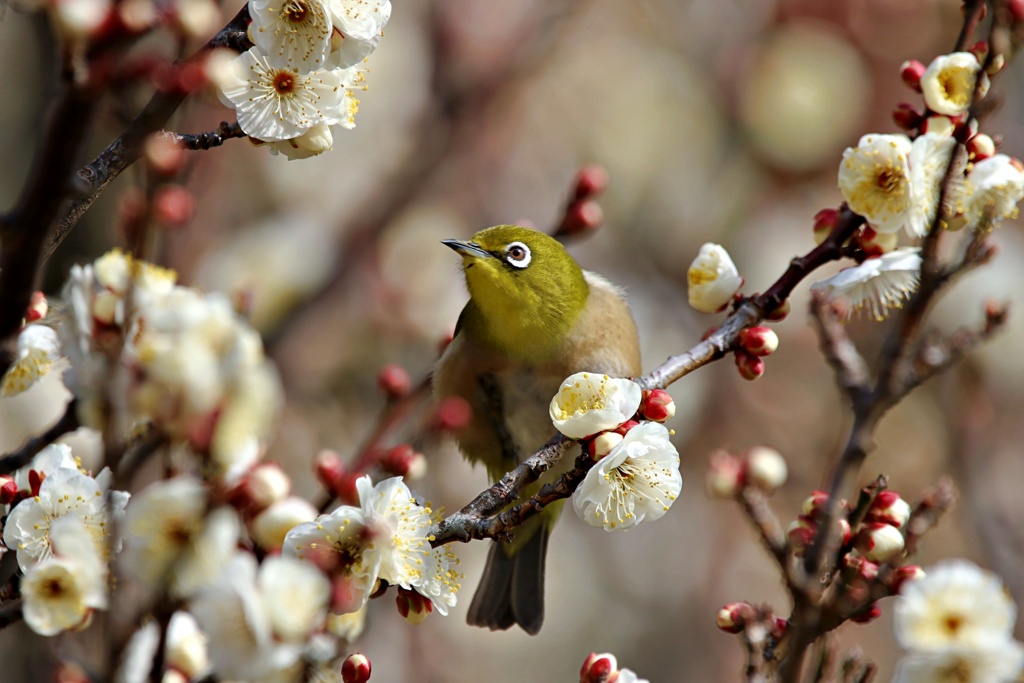 初ウメジロー