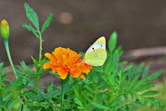 花と蝶♪
