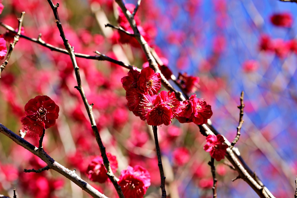 黄金時代の梅：蘇芳梅①