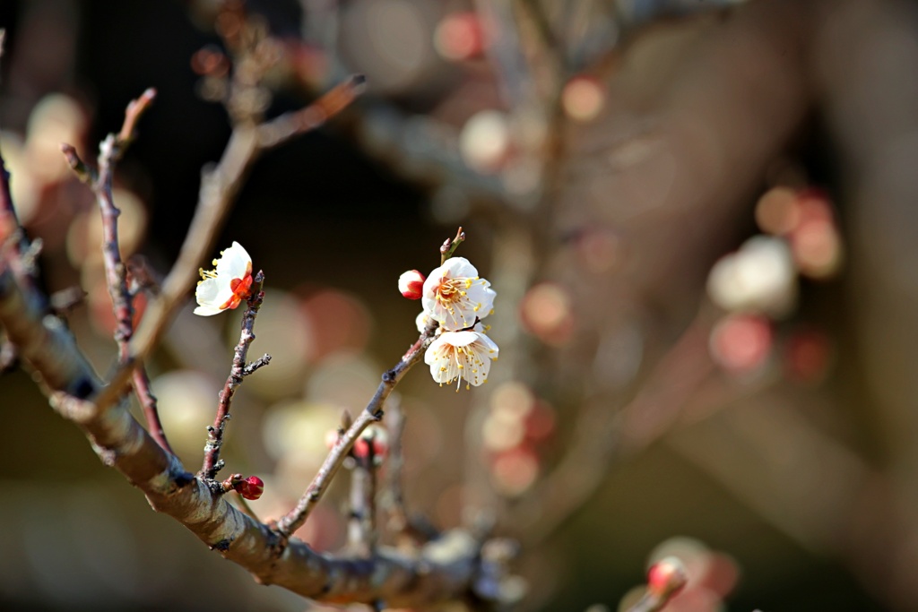小梅②