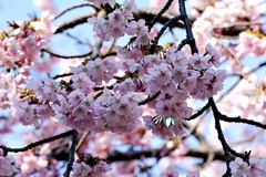 暖々桜：ヒガンザクラ