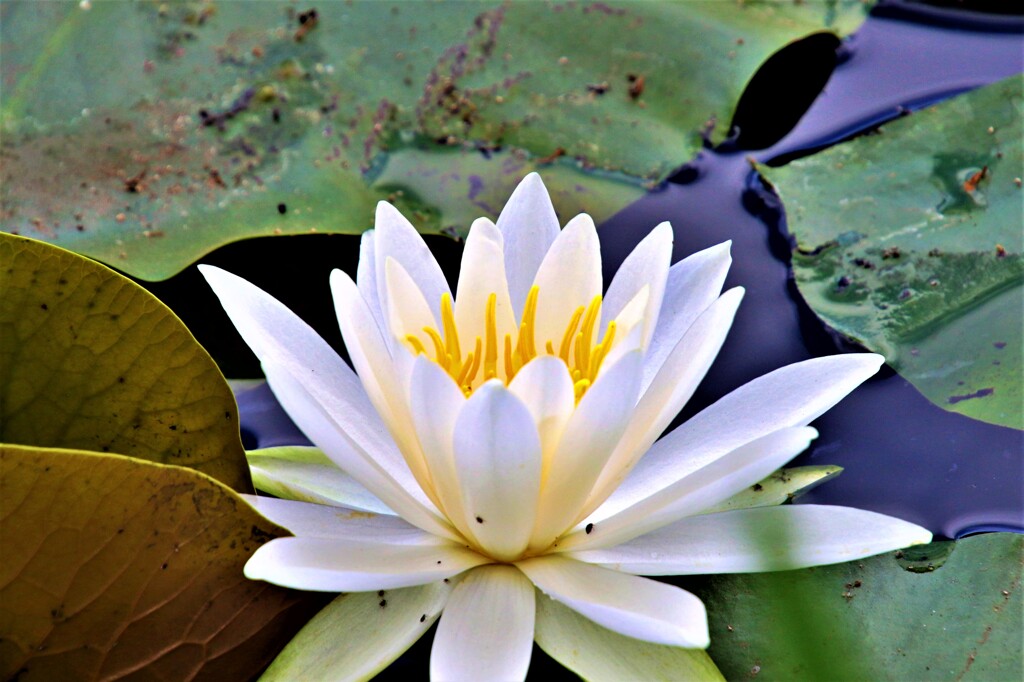 睡蓮の花七変化ー３