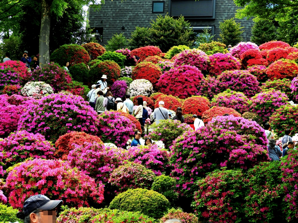 2019年根津神社つつじまつり：ツツジ苑ー１