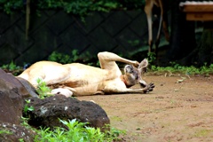 動物園の昼休み時間(接客業は疲れるョ）