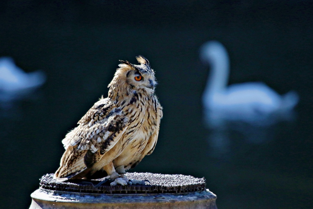 白鳥を背景に