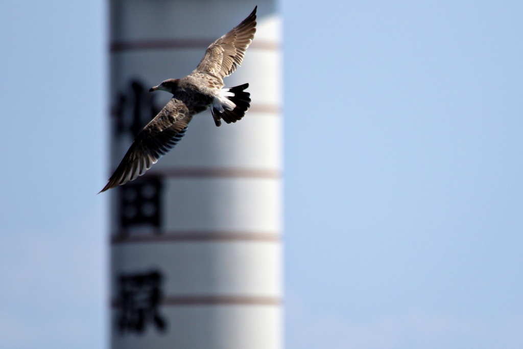 ウミネコとちょうちん灯台
