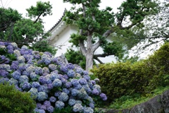 紫陽花と城郭