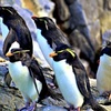 ♪～ゴスペルズ♪～：ミナミイワトビペンギン