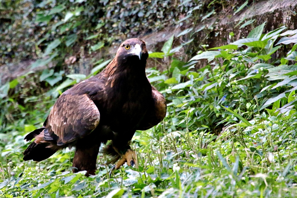 いざ参らんza_za_za_