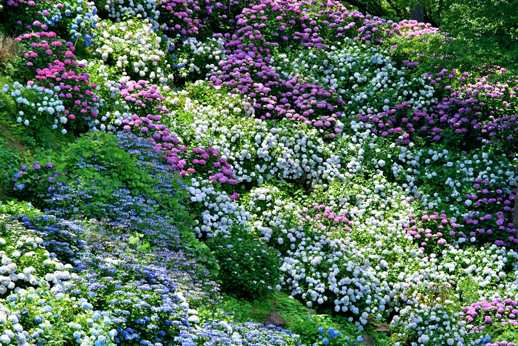 紫陽花の星花