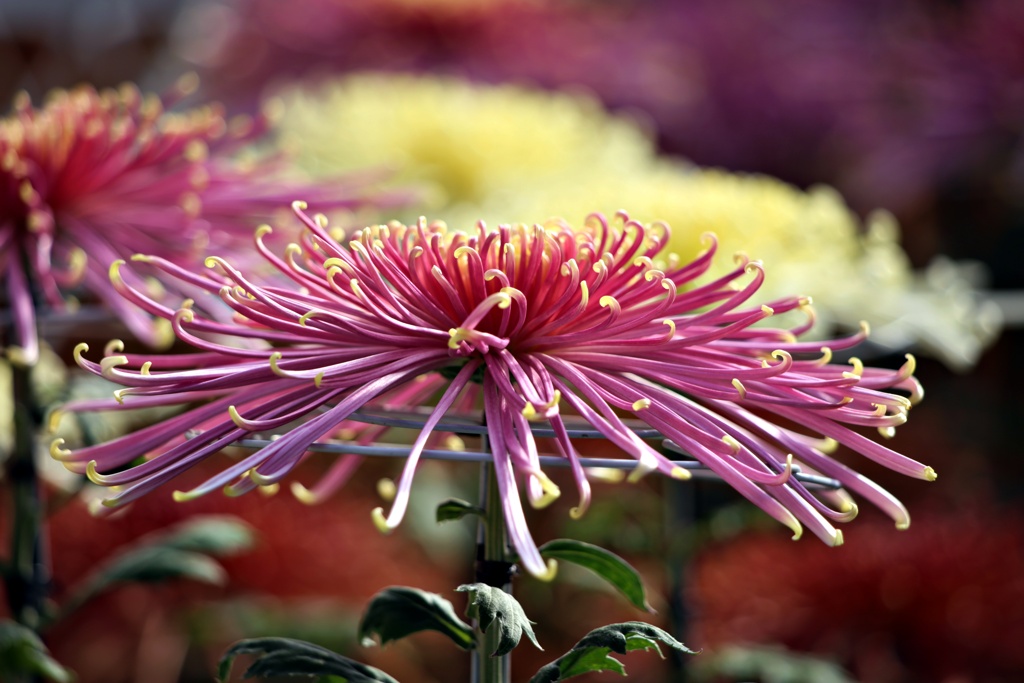 管物：泉郷金魚