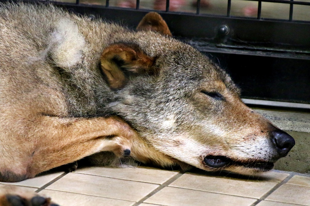 番犬ではありません！