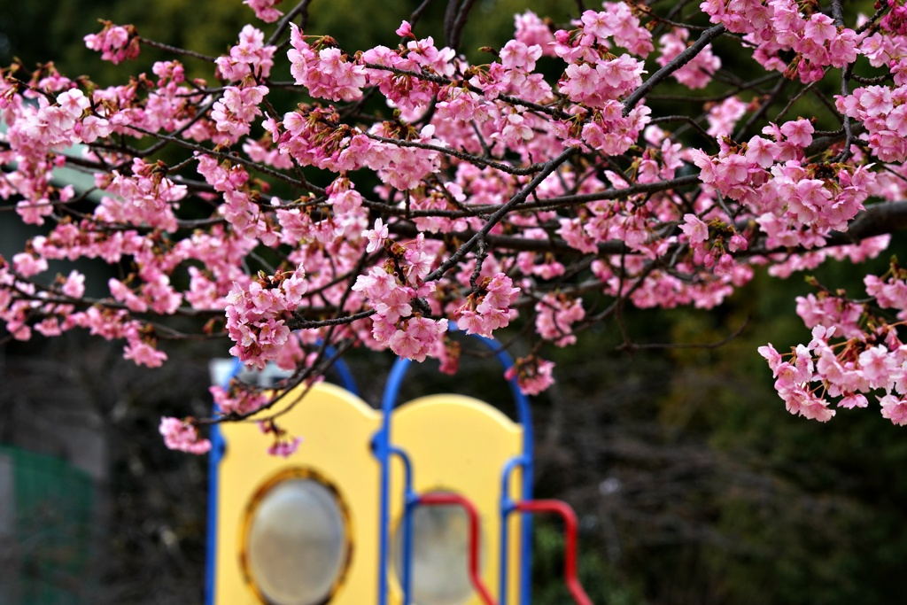 桜のある風景