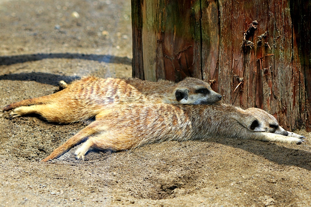 ダメだこりゃ！：ミーアキャット