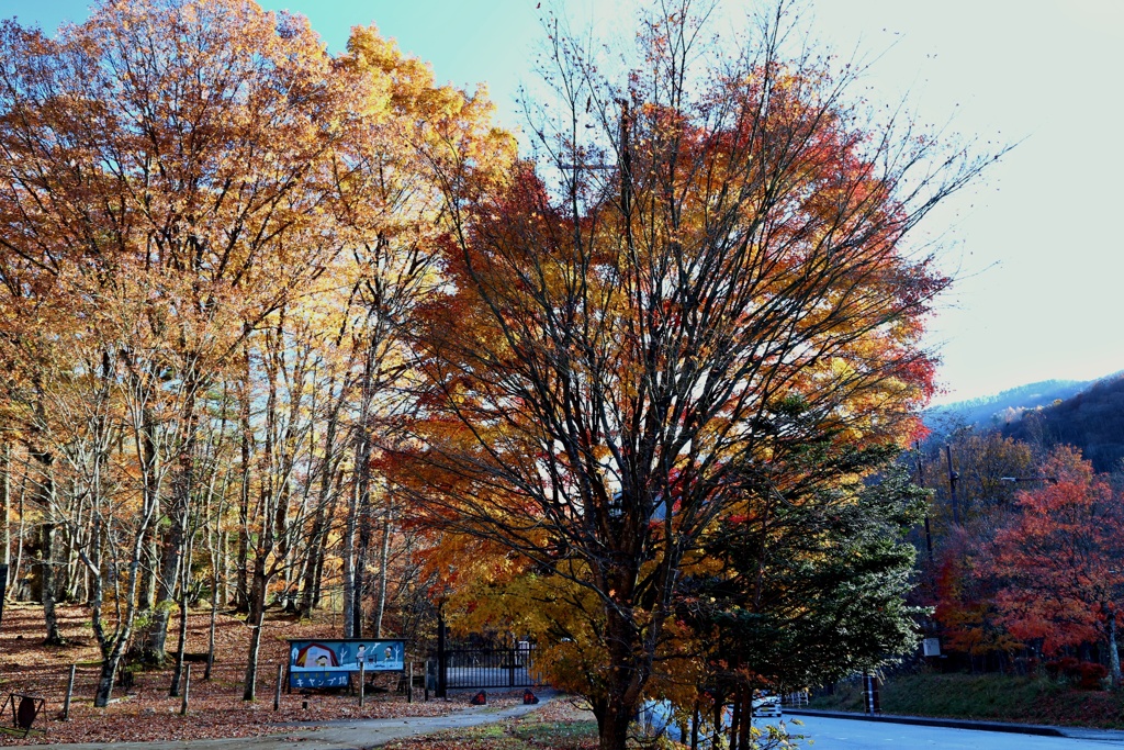 山間の甲斐路紅葉①