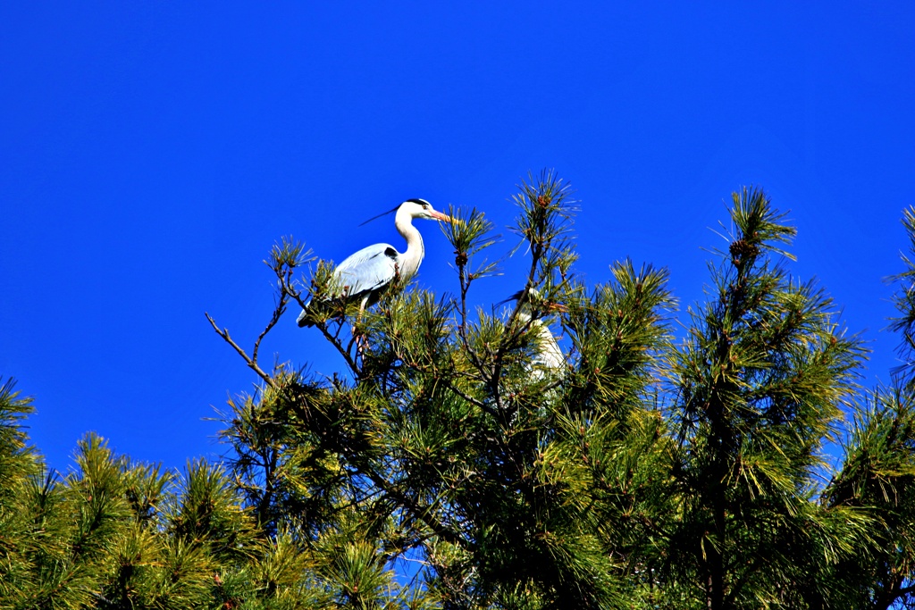 アオサギの巣の上で①