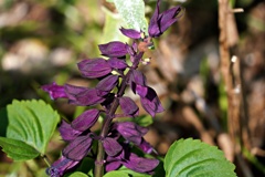 紫のサルビア