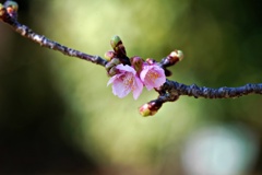 河津桜の咲始め