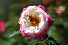 蜂と薔薇