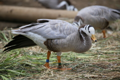 ヒマラヤ越えの鳥：インドガン