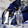 ポカポカ日向ぼっこ：オウサマペンギン(キングペンギン)