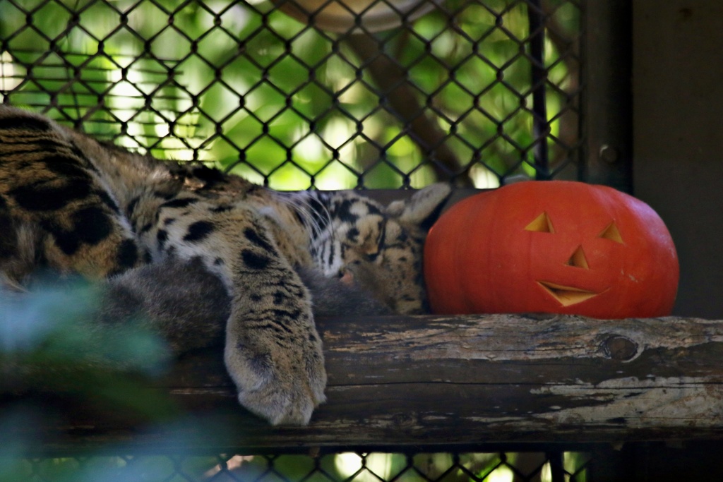 ネコにハロウィンカボチャ①