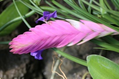 Ｘファイル植物④