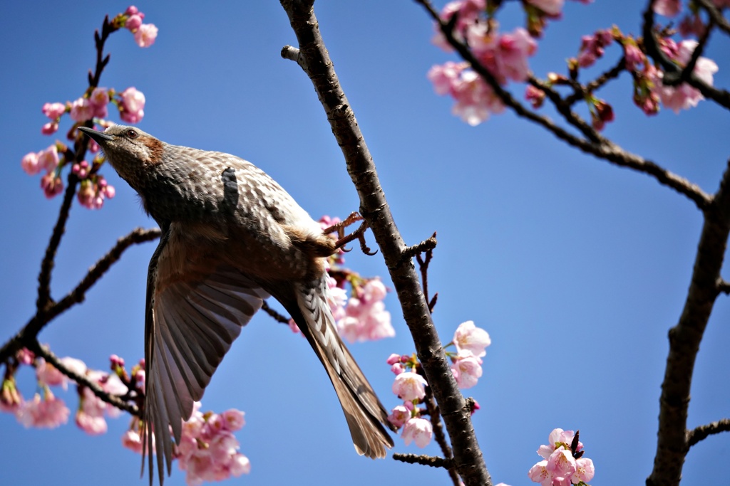 ヒヨドリと桜