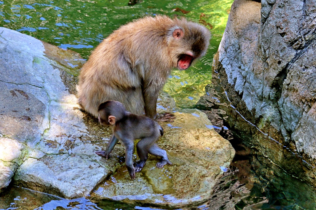 Go on a picnic with mother.