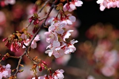 川べりの早咲き桜