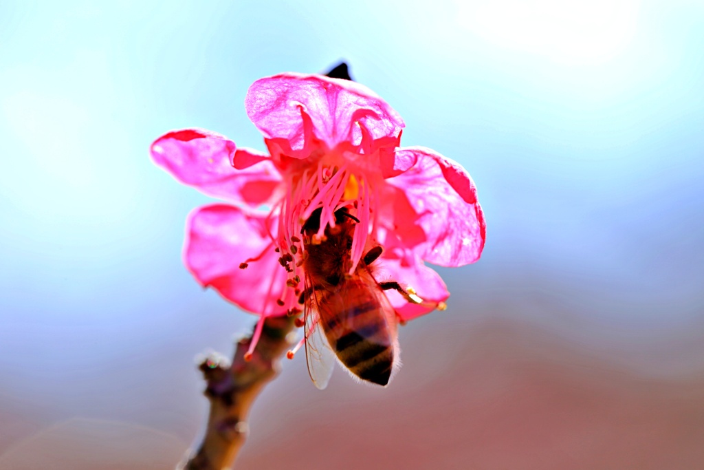 春色蜜蜂