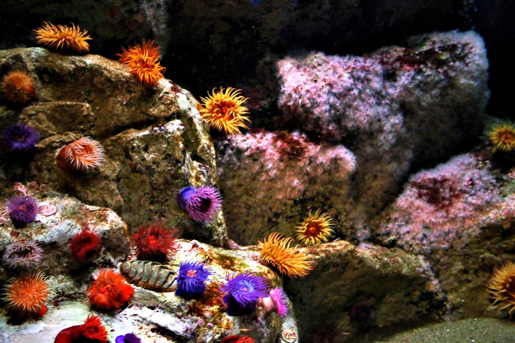 海底の花園