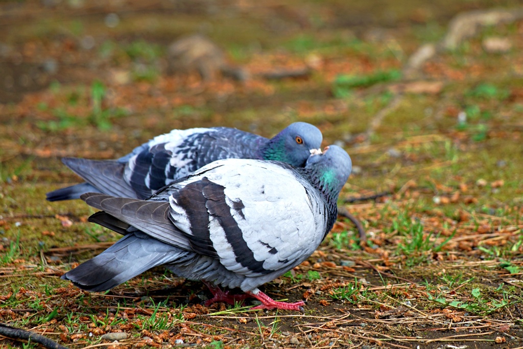 イチャ鳩