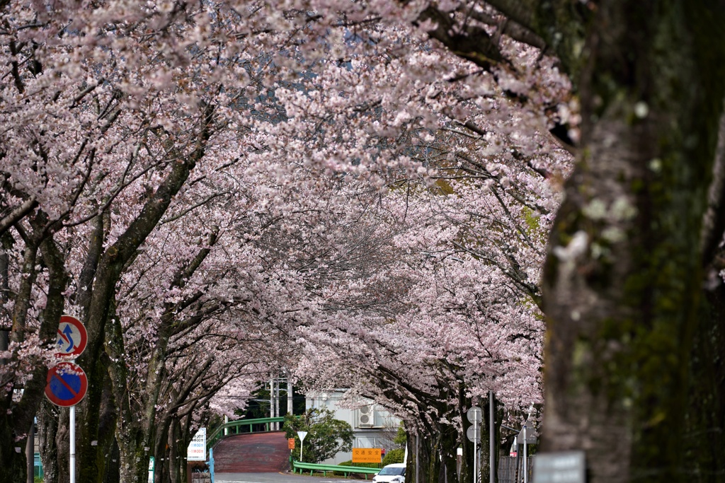 桜満開➁